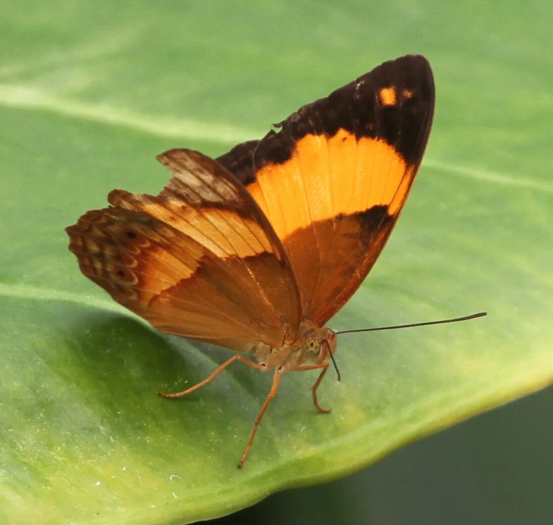 Butterfly x