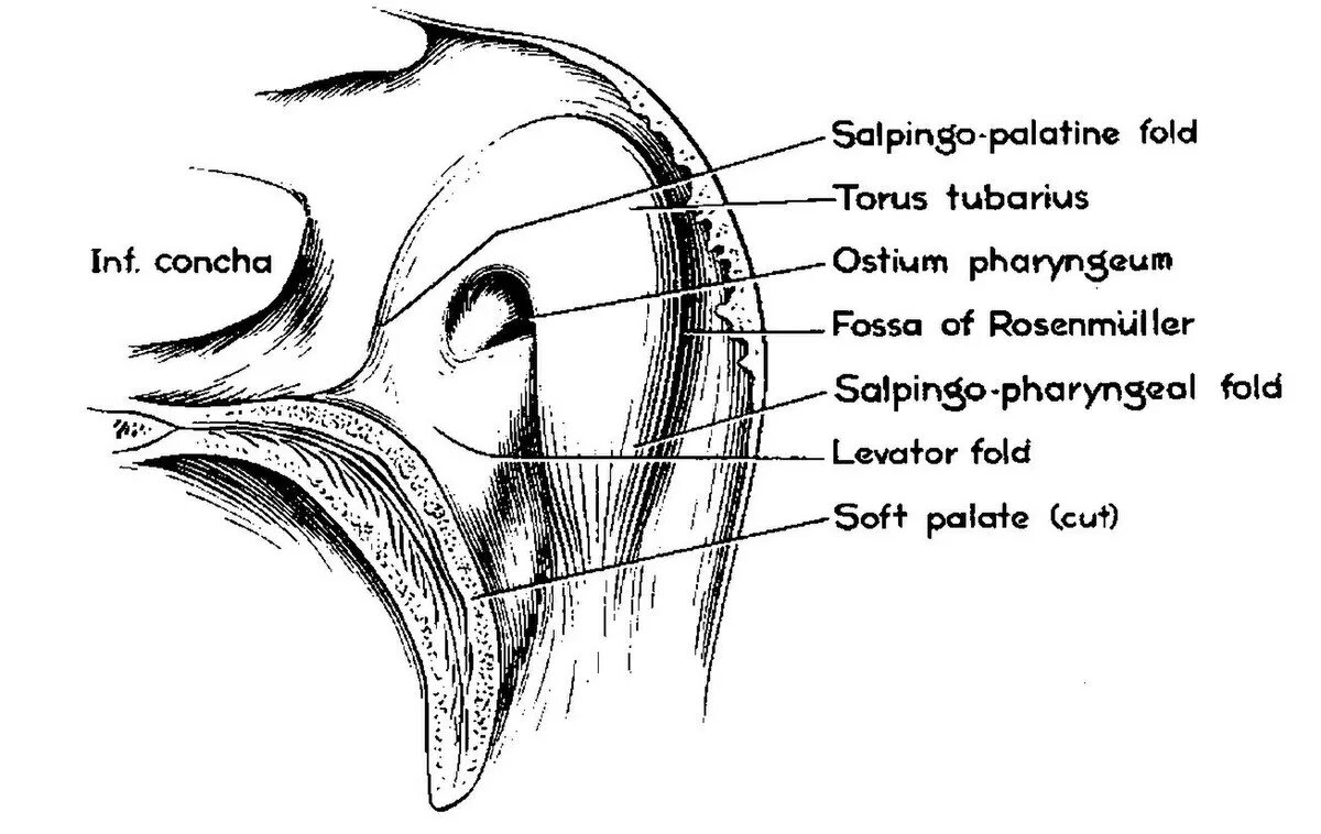 Torus tubarius tonsilla Tubaria. Ostium pharyngeum tubae auditivae анатомия. Ostium pharyngeum tubae auditivae