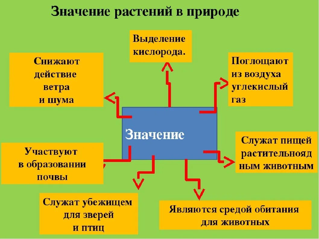 Каково значение растений в природе биология