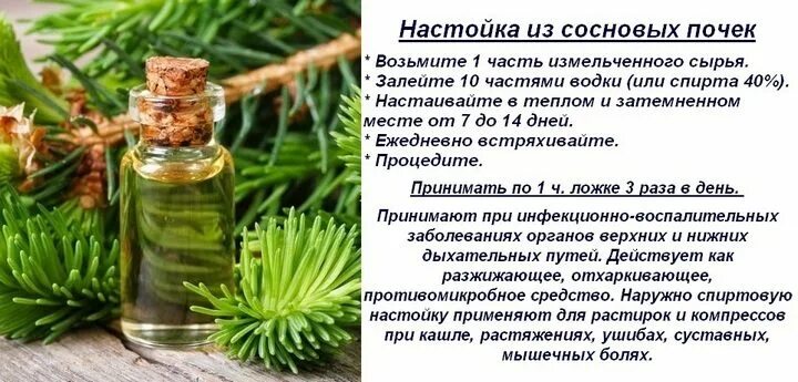 Настой на шишках сосны. Лекарства из хвои.