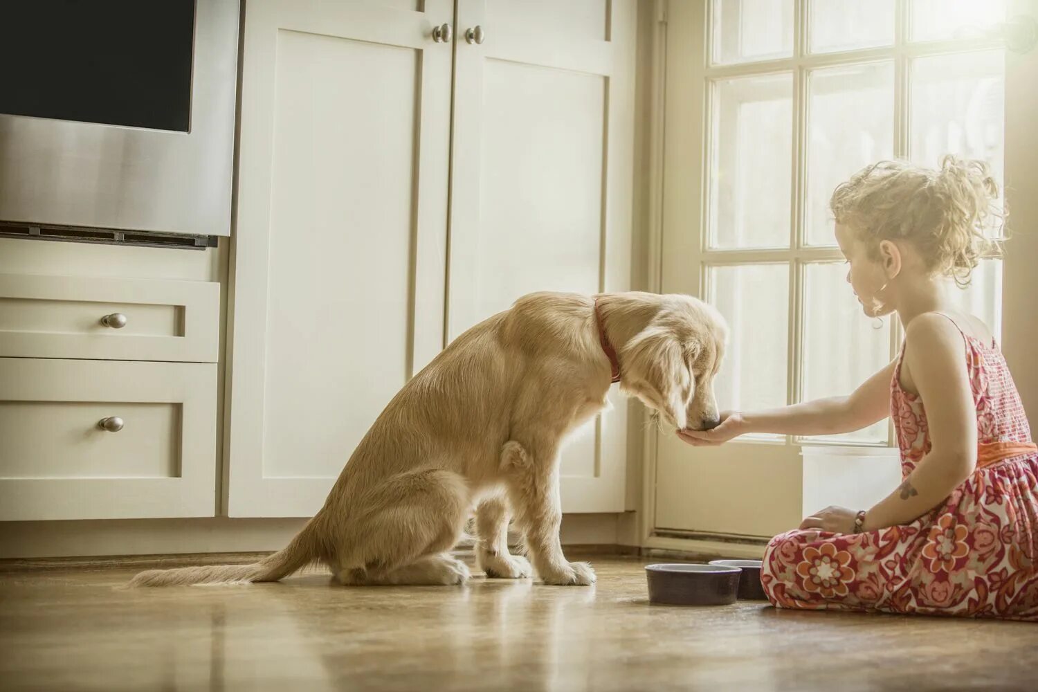 Feed. Feed picture. Feed the Dog. Feed the Pet. Dog Mate girl.