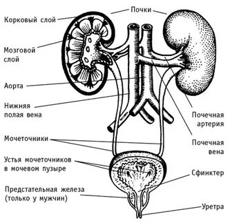 Строение мочеиспускания