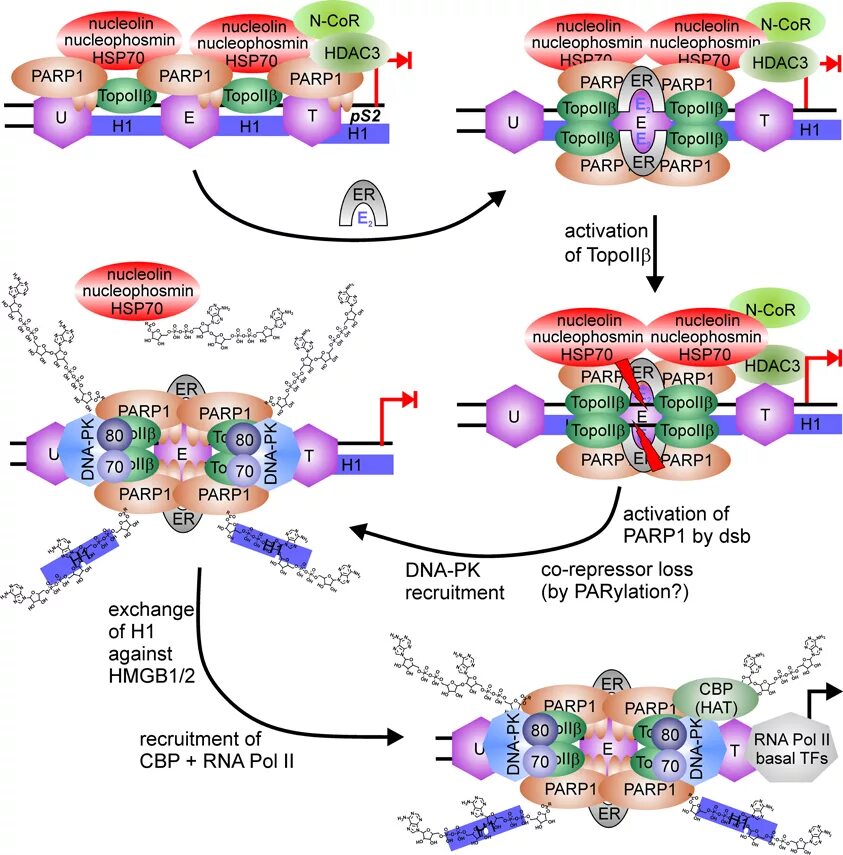 Парп 1. Parp1. Structure hsp70. Parp1 parp2. Nucleolin.