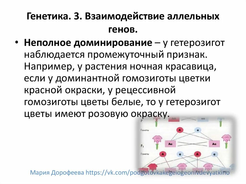 Ген геном генотип фенотип. Генотип фенотип кариотип. Понятие о хромосомах и генах. Генотип и фенотип аллельные гены. Генотип и фенотип аллельные гены.
