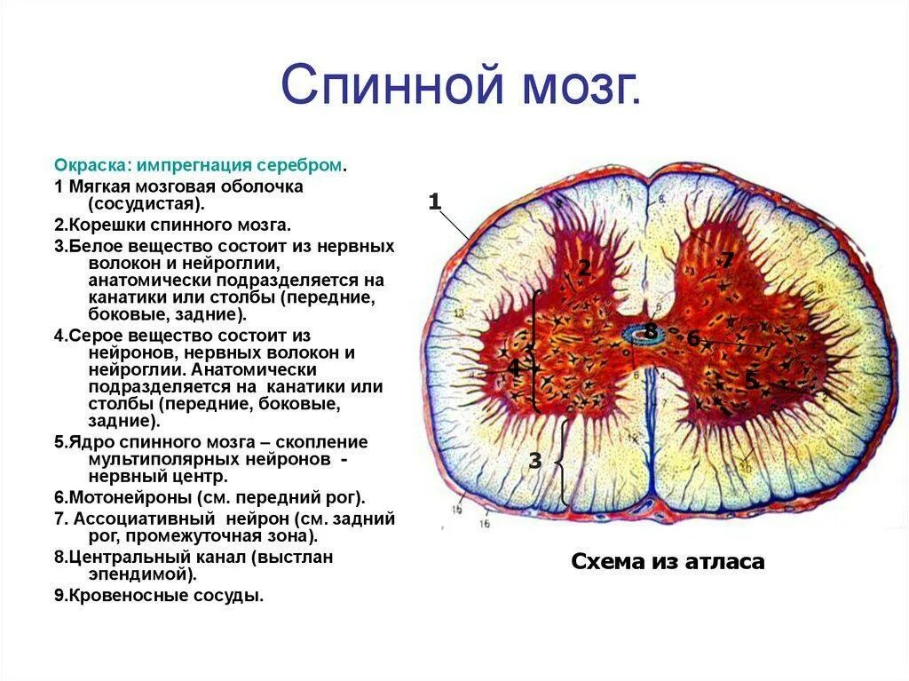 Спинной мозг гистология импрегнация серебром. Поперечный срез спинного мозга. Спинной мозг окраска импрегнация серебром. Ядра серого вещества спинного мозга.
