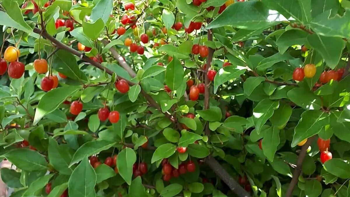 Плодоносящие деревья и кустарники