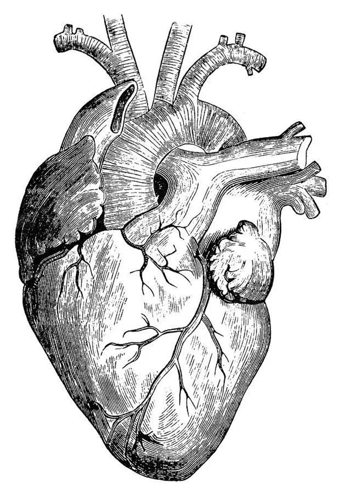 Орган сердце человека рисунок. Анатомическое сердце человека. Серце человека черо белое.