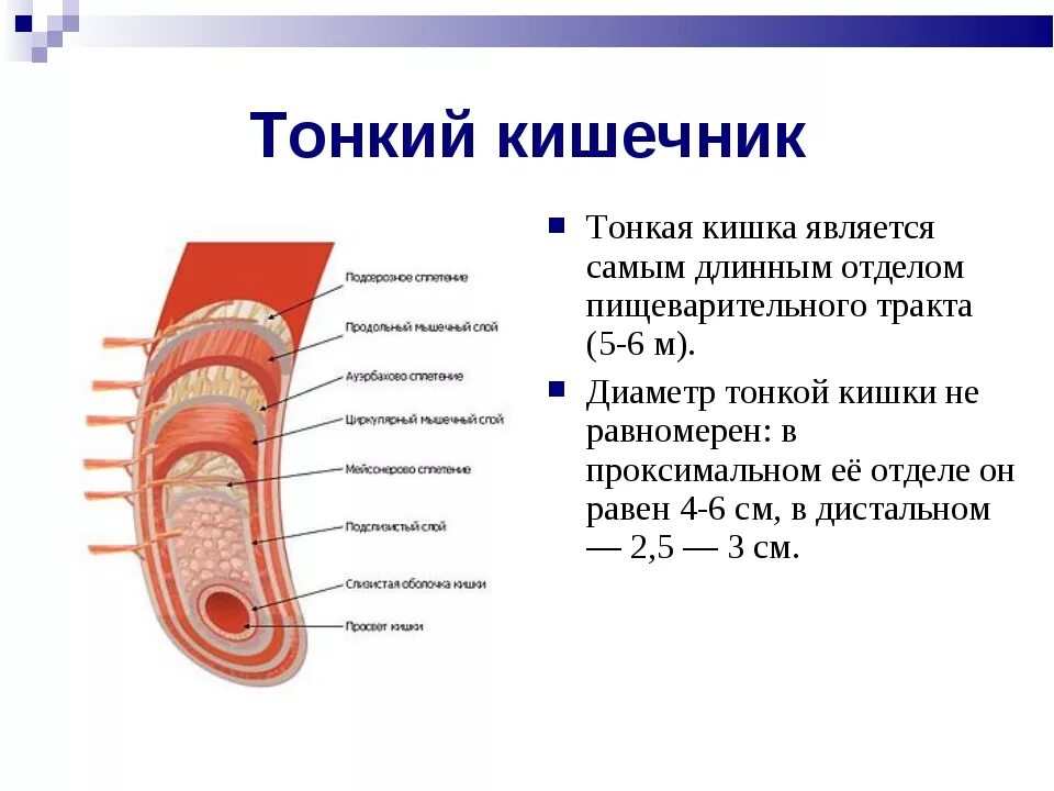 Название тонкой кишки. Тонкая кишка анатомия строение. Тонкая кишка кишка строение. Кишечник строение тонкой кишки. Тонкая кишка особенности строения и функции.