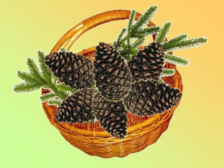 Рассказ корзина шишек
