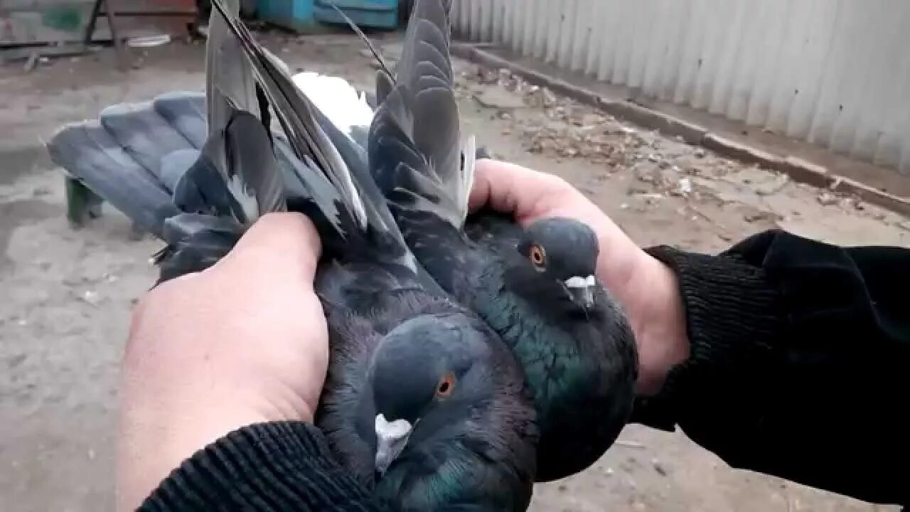 Линька горлицы. Голубь. Реклама тук пицца. Трогать голубей. Трогать голубей.