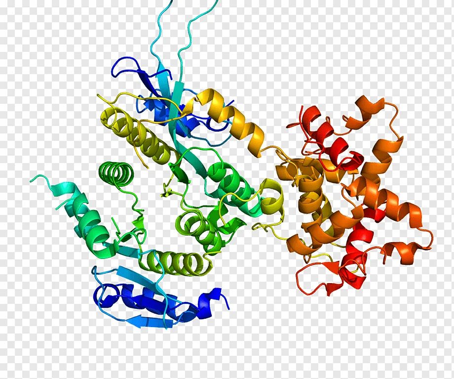 Синтезирует белки ферменты. Структура белков. Ферменты без фона. Белок молекула. Ферменты на белом фоне.