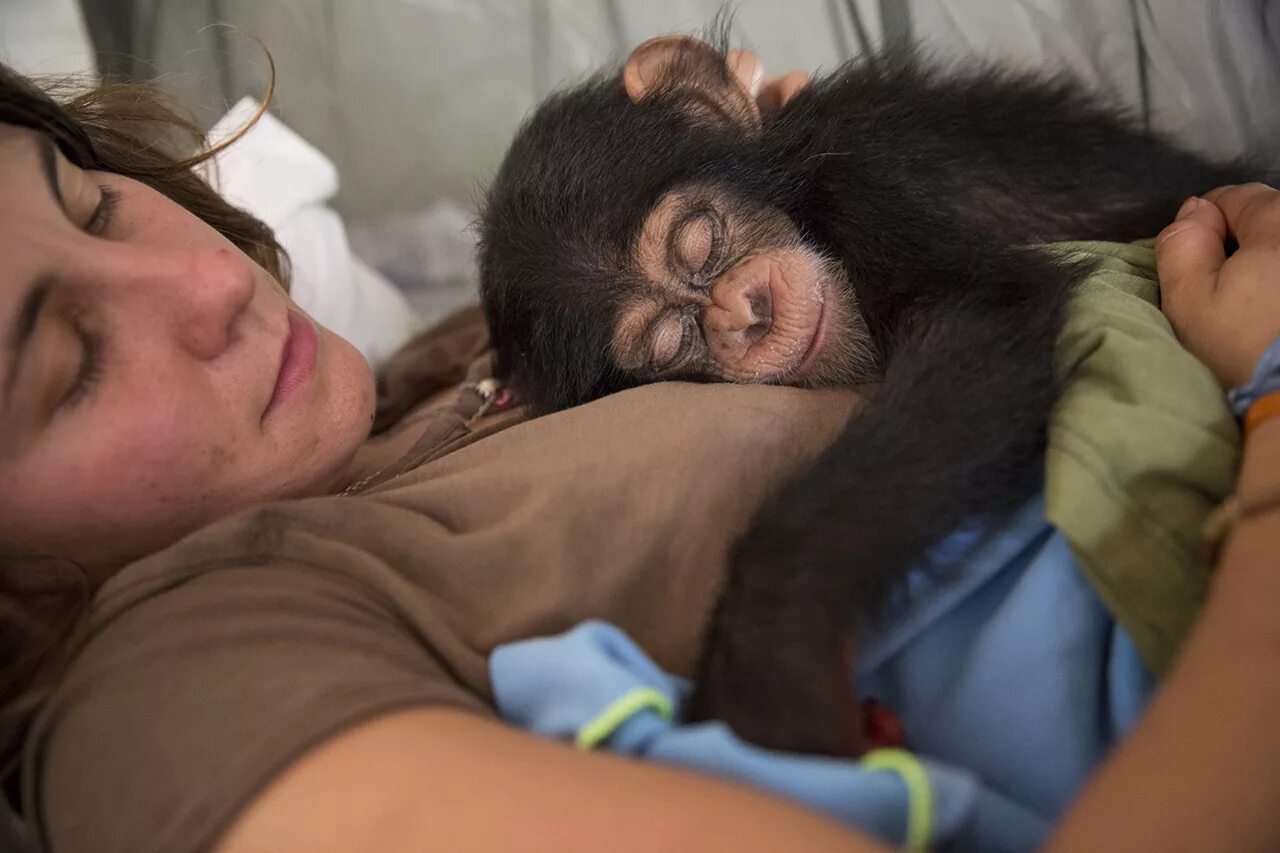 Шимпанзе девушку. Спящие обезьяны. Обезьянка на руках.