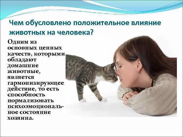 Как действовать кошку. Влияние домашних животных на человека. Влияние животных на организм человека. Домашние животные влияние на организм. Влияние животных на животных.