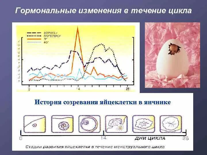 Изменение гормонов в течение цикла. Изменения гормонального фона в течение цикла. График изменения гормонов в течении цикла. Изменение гормонов в течение цикла по дням. Как меняется гормональный