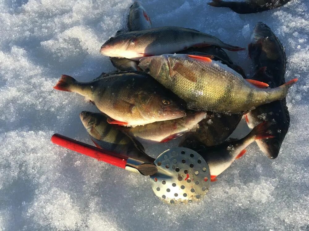 Сайт питерского клуба рыбаков новости. Зимняя рыбалка на Вуоксе. Озеро Вуокса рыба. Рыбалка на Вуоксе зимой. Клуб рыбаков.