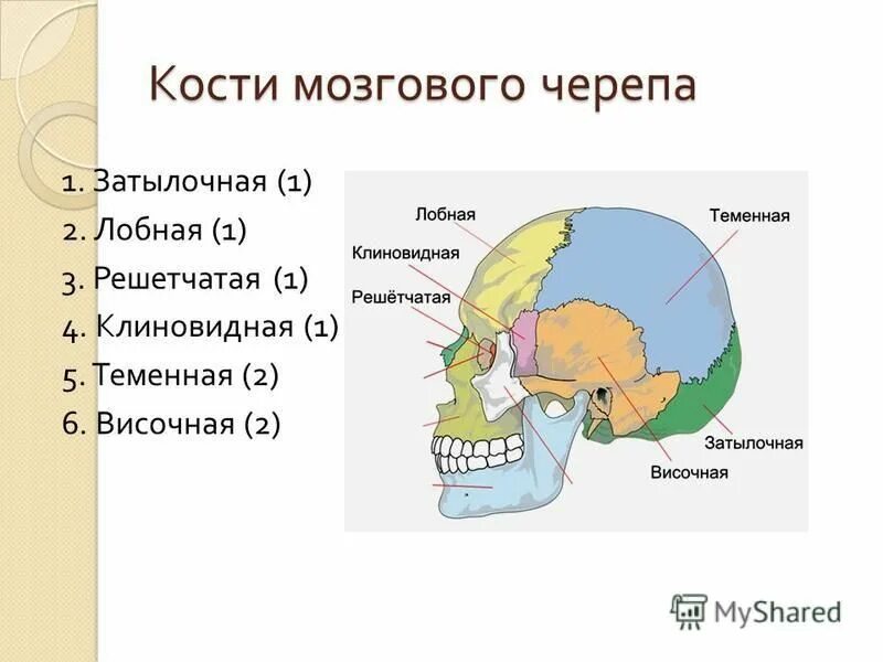 Скелет головы функции