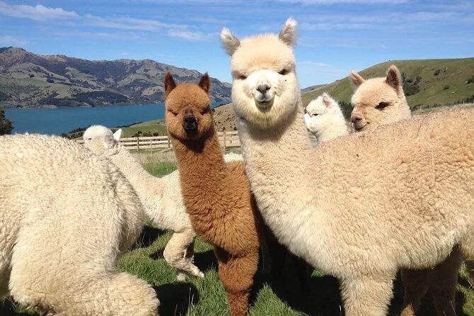 Кто такой Альпака ? - Мастерок.жж.рф Alpacas, Fotos de animales graciosos, Fotos