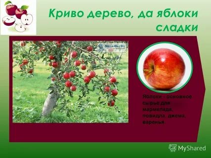 Яблоко это растение или нет