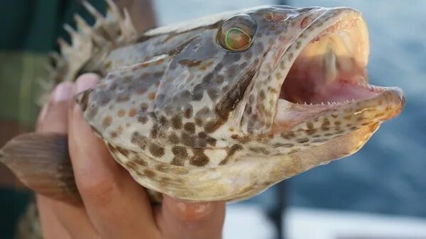 Рыбы персидского залива. ХАМУР рыба. Донные рыбы. Хищные рыбы Оманского залива.
