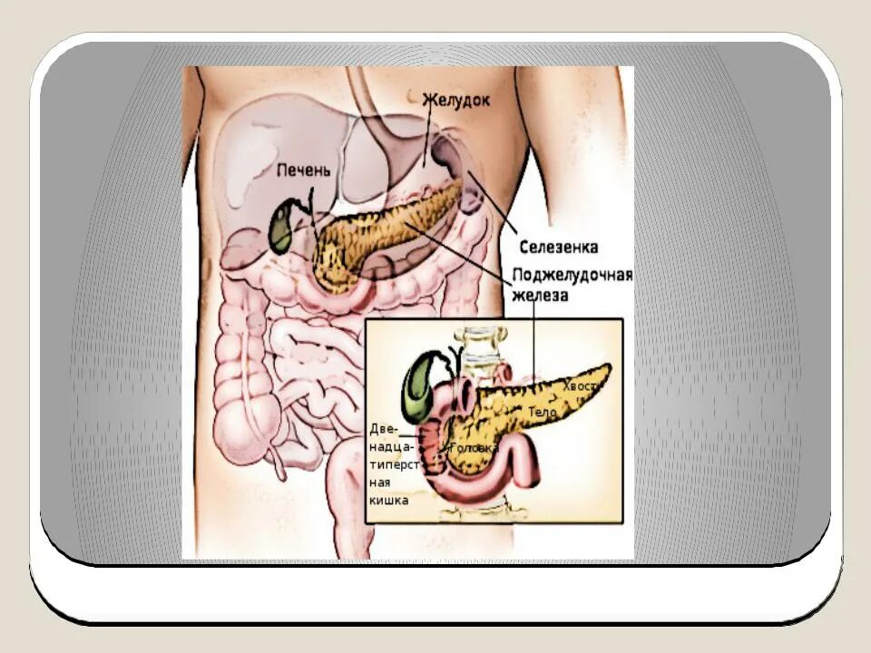 Селезенка желудок поджелудочная железа. Топография поджелудочной железы. Поджелудочная железа расположение. Поджелудочная расположена. Органы человека поджелудочная.