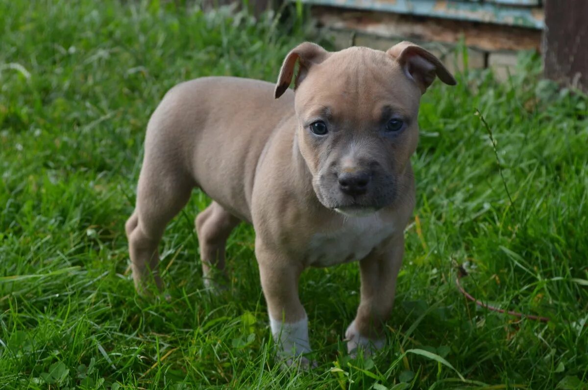 Download Cute Brown Pitbull Puppy Wallpaper Wallpapers.com