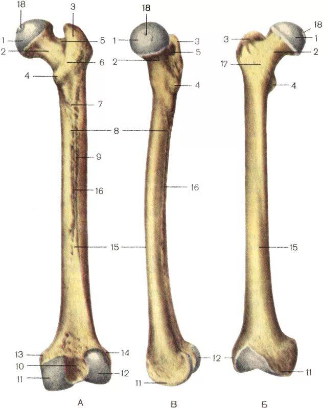 «кость бедра» (os. бедренная кость медиальная поверхность. Femur bone анатомия. бедренная кость картинки. бедренная кость анатомия.