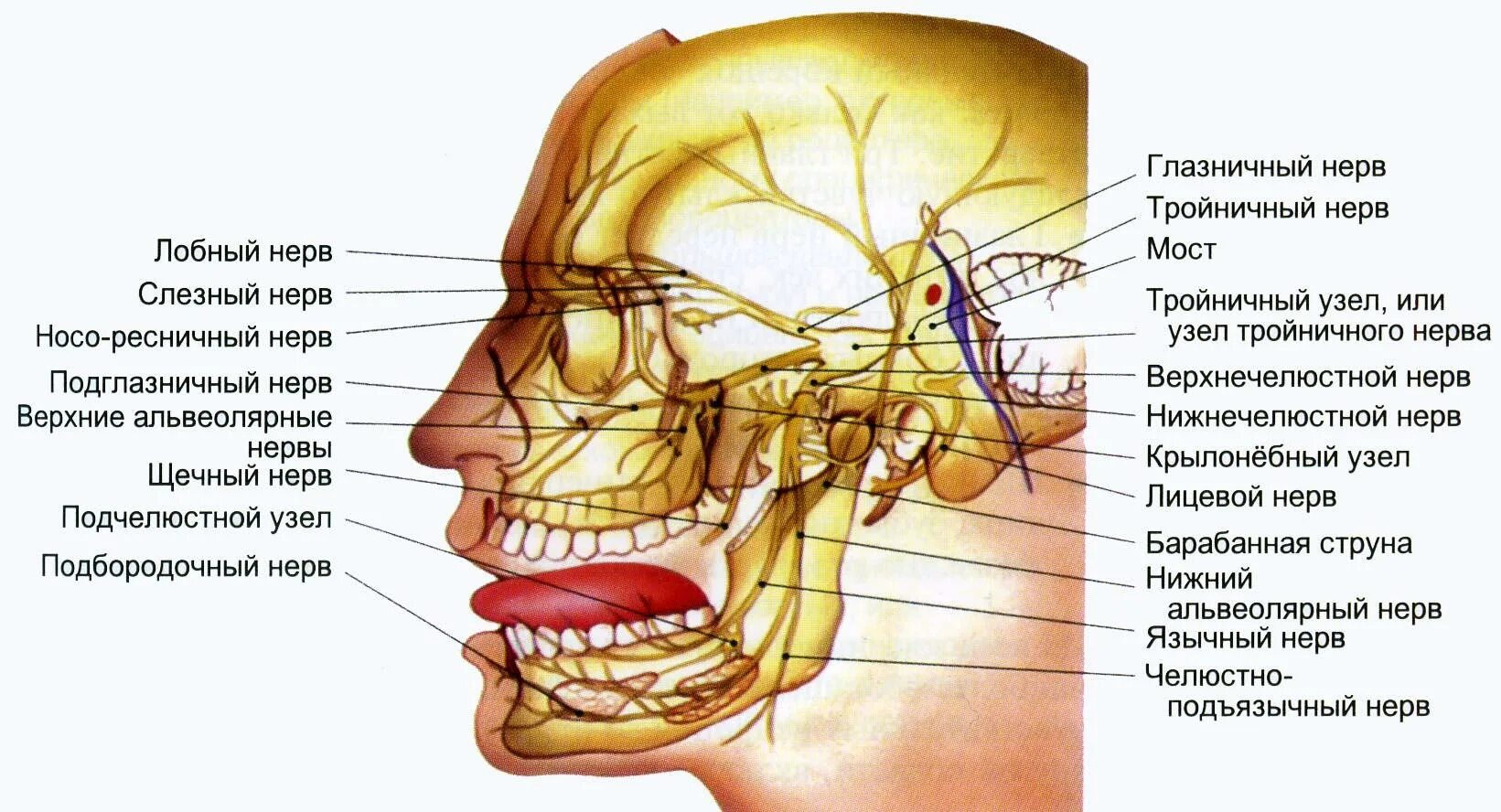 Нервы лицевой области. Иннервация 5 тройничный нерв. Ветви тройничного нерва анатомия. Ветви тройничного нерва схема. Лицевой и тройничный нерв анатомия.