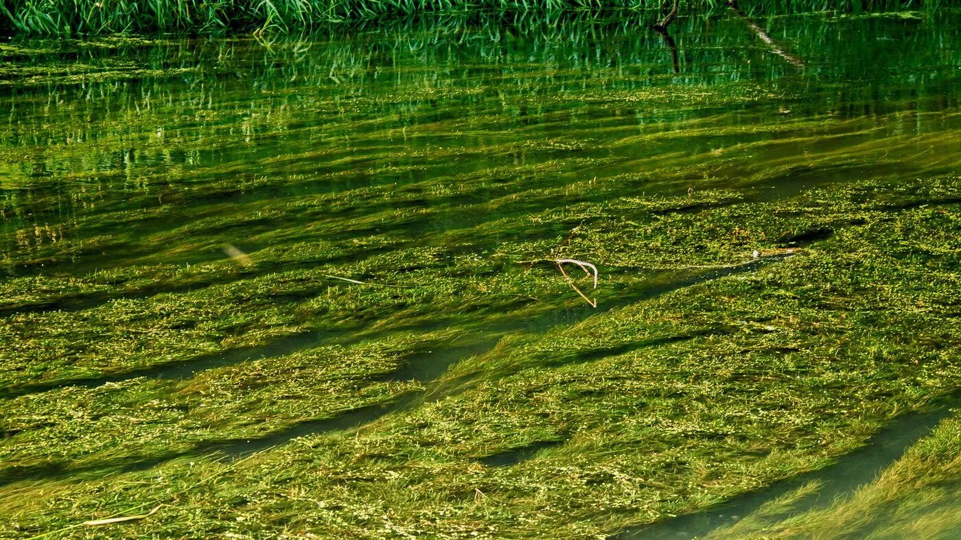 В болоте пресная вода. Спирогира Ряска.