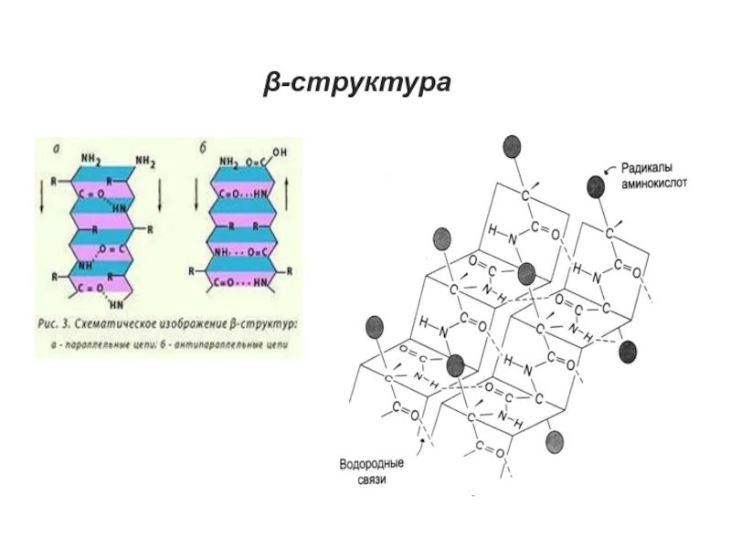 Какую структуру вы представляете. Β-структура. Β-структура представляет собой:. Β-структура полипетидной цепи. Структура β-бочонка.