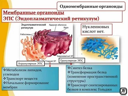 Органоид клетки для синтеза белка