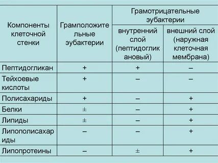 Эубактерии