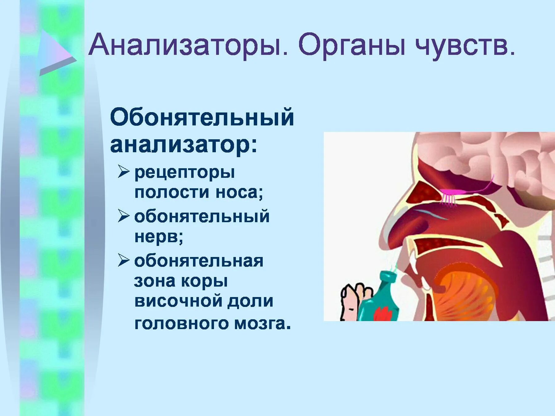 Презентация анализаторы органы чувств. Обонятельный нерв анализатор. Орган чувств обонятельного анализатора. Обонятельный анализатор : рецепторный.