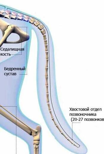 Хвостовой отдел в позвоночнике у кого. Хвостовой отдел в позвоночнике. Каудальный отдел позвоночника. Хвостовой отдел позвоночника кошки. Позвоночник строение хвостовой отдел.