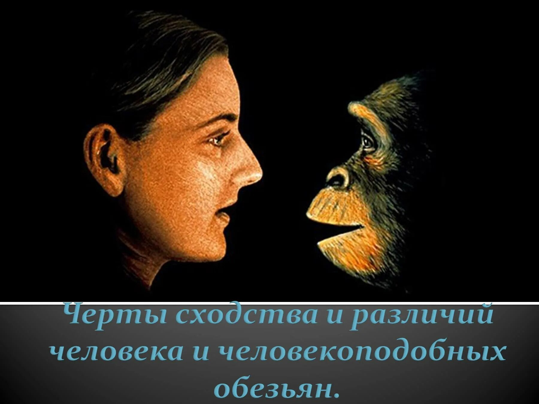 Различие между человеком и обезьяной. Сходство человека и обезьяны. Сходство человека и селовека образных обезьян. Сходство человека с человекоподобными обезьянами. Шимпанзе и человек сходство.