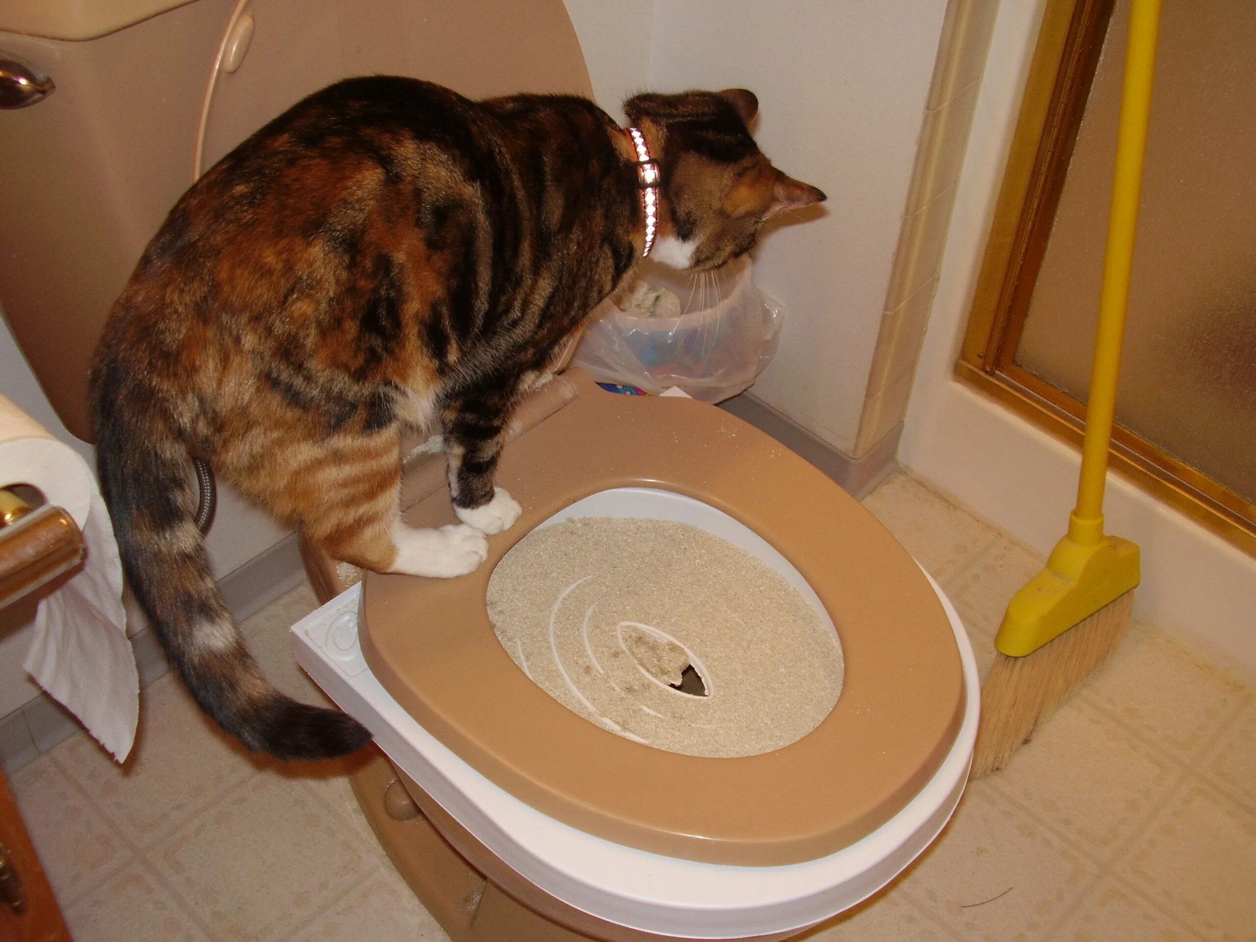 Как приучить кота какать