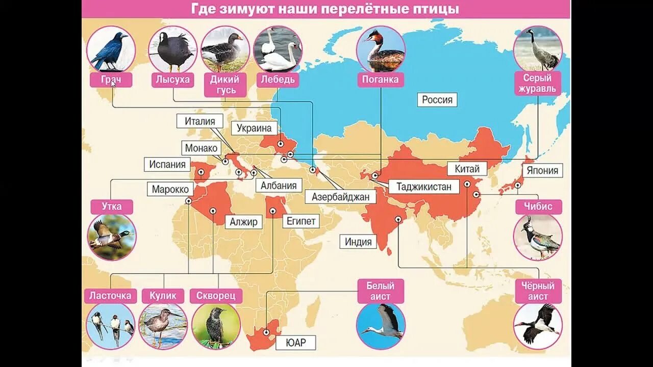 1 Кл окр.мир где зимуют птицы. Окружающий мир 2 класс где зимуют птицы. Где зимуют птицы 1 класс окружающий мир. Урок по окружающему миру 1 класс школа России где зимуют птицы.