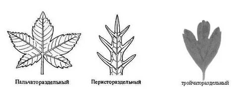 Перисто раздельная