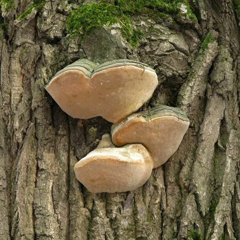 ложный дубовый трутовик. боровик сетчатый boletus reticulatus. гриб на дубе. гриб дуб. трутовик (polyporus rhizophilus).