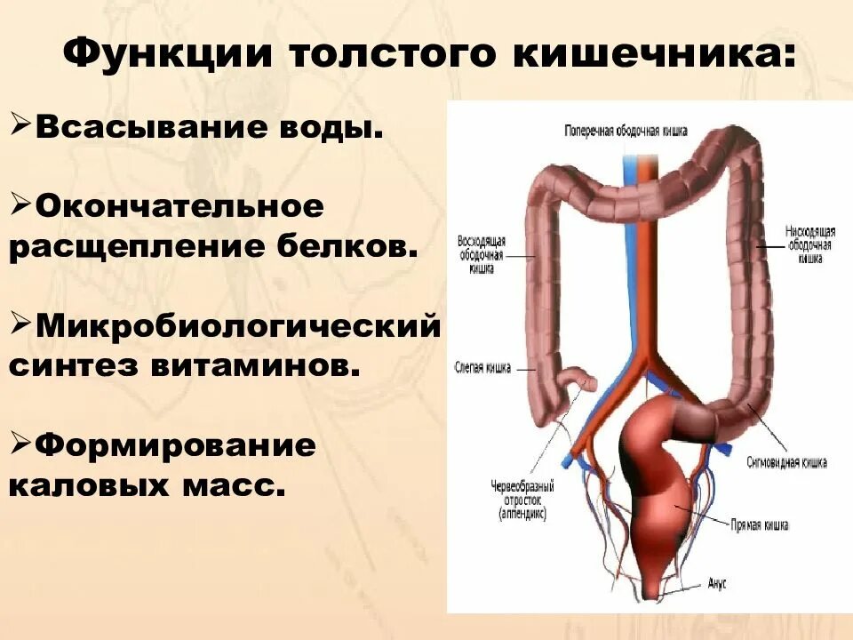 Экскреторная функция Толстого кишечника. Функции тонкого кишечника 8 класс. Функции кишечника 8 класс биология. Всасывание роль печени функции Толстого кишечника.