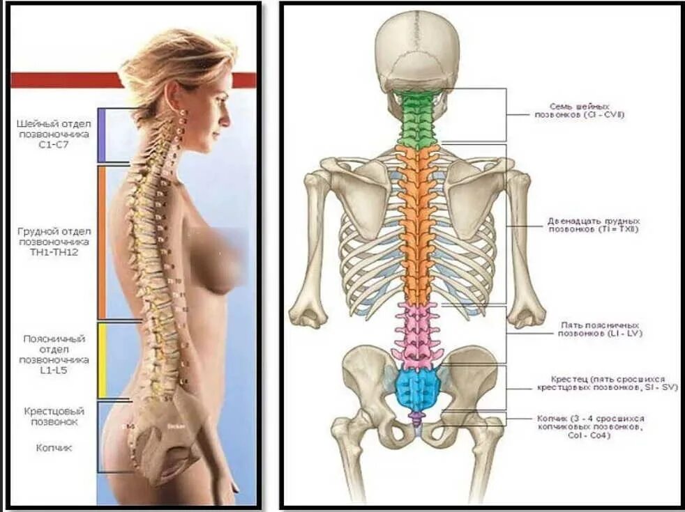 Отделы поясницы. Позвоночник человека. Строение позвоночника. Позвоночник анатомия. Спина строение позвоночника.
