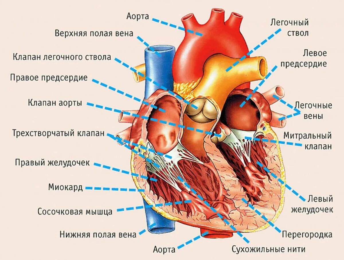 Внутреннее строение сердца рисунок. Строение человеческого сердца. подробное строение сердца. структура сердца человека схема. строение сердца с клапанами схема.