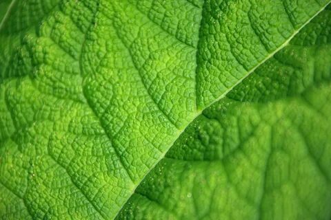Other leaf