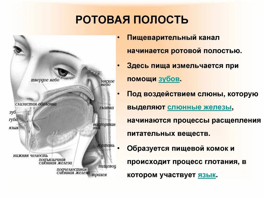 Вещество ротовой полости