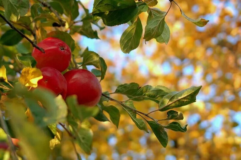 Хороша осень плодами. Яблоня Тринити. Яблоня Райские яблочки. Осенние яблоки. Яблоки в осеннем саду.