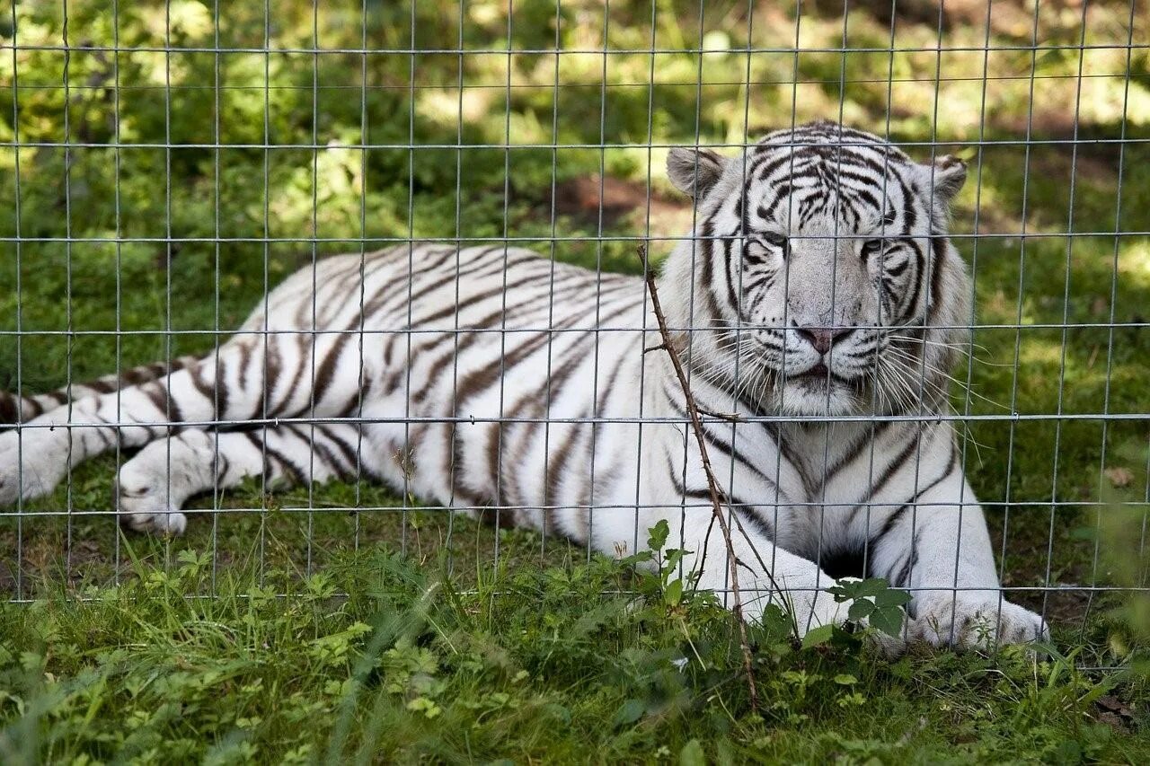 Какой тигр белый. Амурский тигр белый. Амурский тигр и белый тигр. Белый тигр и бенгальский тигр. Амурский тигр белый Тигрёнок.