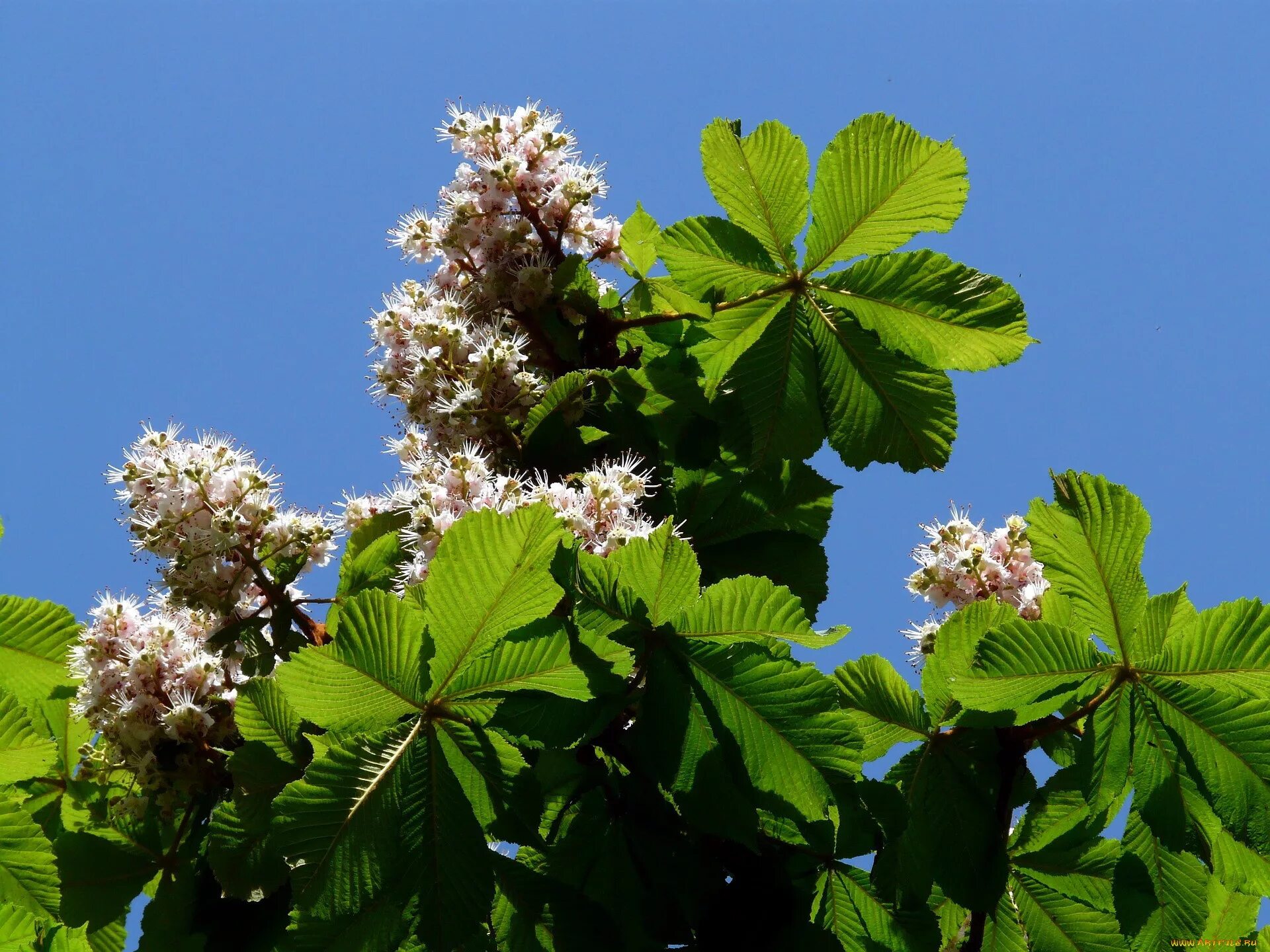 Конский каштан обыкновенный. Конский каштан дерево. Каштан конский Aesculus hippocastanum 'pyramidalis'. 5. Aesculus hippocastanum (каштан конский). Каштановые цветы