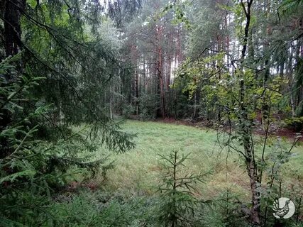 Время работы лес
