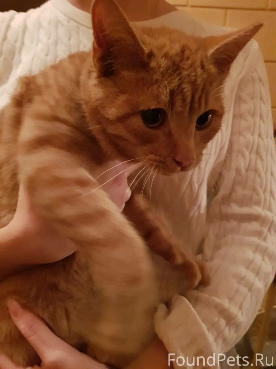 Найден рыжий кот. Найден рыжий рыжий кот. рыжий кот в москве. найдена рыжая кошка.