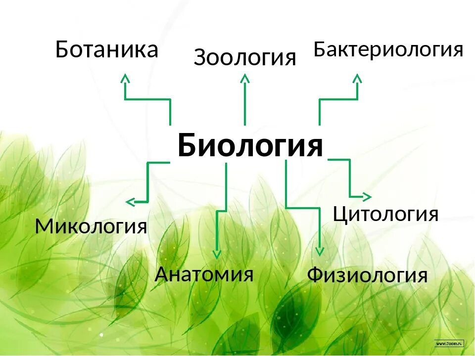 Биологические науки 6 класс. Ботаника биология. Ботаника и Зоология. Ботаника биологическая наука. Ботаника разделы биологии.