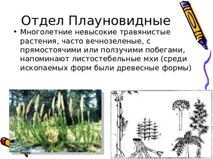 Представители плауновидных растений